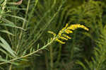 Canada goldenrod